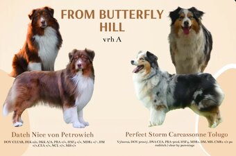 Australský ovčák štěňata s PP - 5