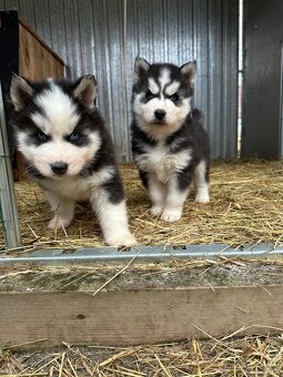 🐾 Čistokrevná modrooká štěňátka Sibiřský Husky (wooly) - 5