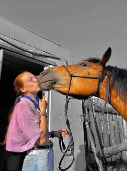 Prodám valacha Fjord x Hafling - 5