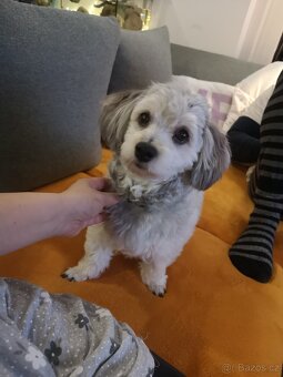 Havansky psík ke krytí - 5