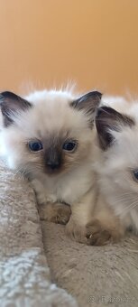 Ragdoll kotatka - 5