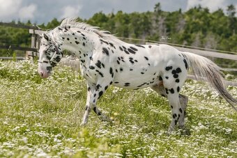 Appaloosa - 5