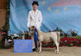 Prodám tříletou klisnu minihorse - 5