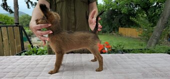 Rusky toy dlouhosrsty/civava/ prazsky krysarik - 5
