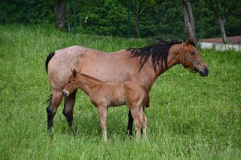 Quarter horse klisna - 5