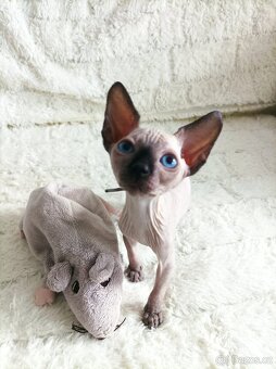 Kanadský sphynx - 5
