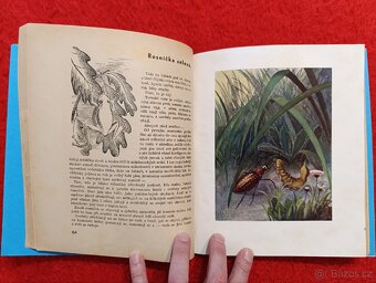 CESTOU A CESTIČKOU - J.H.Týnecký - 5