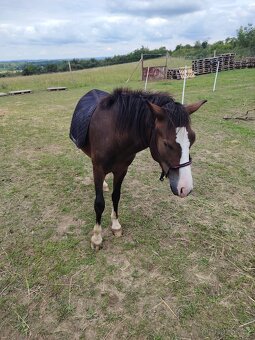 Prodám Welsh padr bret - 5