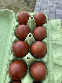 Násadové vajcia Maransky, Bresse Gauloise modrá, biela - 5