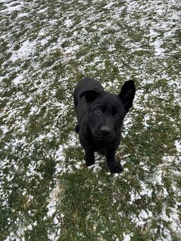 Německý ovčák - štěňatas PP - 5