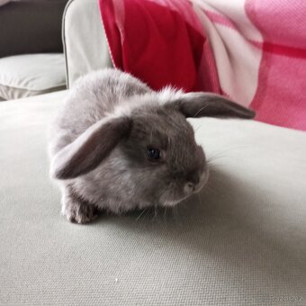 Zakrslý beránek králíček - 5