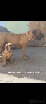 Tosa inu Štěňátka - 5