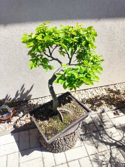 Tvarovaný strom, bonsai, niwaki, yamadori - 5