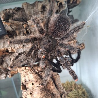 Avicularia aj. - 5
