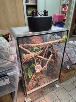 chameleon Jemenský + terarium - 5