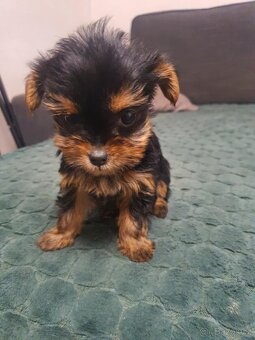 Jorkšírský Yorkšírský teriér - 5