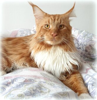 Mainský mývalí kocour - krytí - 5