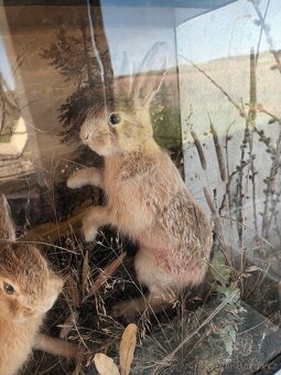 Rarita Starožitný 2x vycpaný zajíc mládě aranžmá ve vitríně - 5