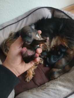 Do brden prodám  ste natka joksira - 5