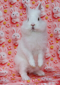 Zakrslý králíček krátkouchý sameček rex LT modrá očka. - 5