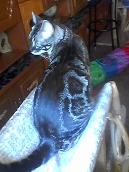 Bengálský kocourek s PP - 5