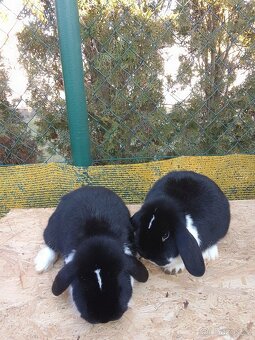 Králíčata zakrslých beránkú - 5