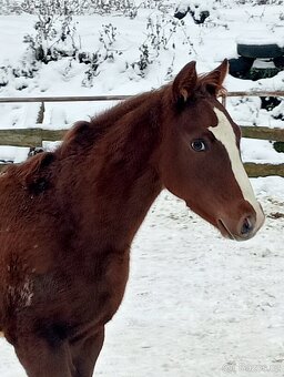 Predám appaloosa zrebceky bratia s Pp - 5