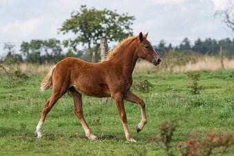 Welsh Cob klisna s PP - 5