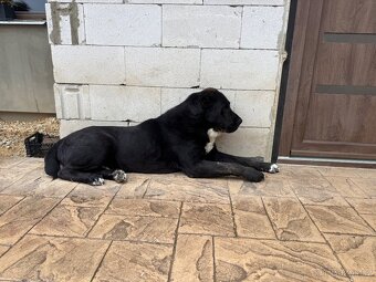 Středoasijský pastevecký pes - SAO - 5