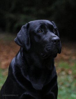 Labradorský retrívr s PP - 5