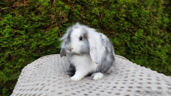 Zakrslý beránek, králíček, králík - MARIUS - 5