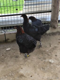 Slepice marans na čoko vejce - 5