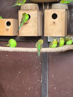 Andulka vlnkovaná. Přírodní čistý chov - 5