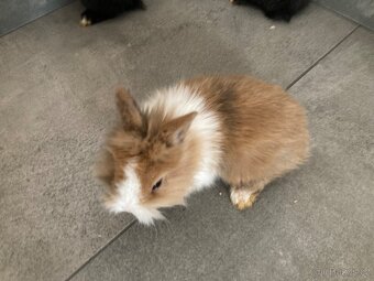 Zakrslý králík - 5