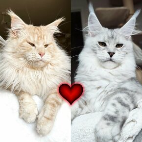 Maine Coon s PP kocour Mainská mývalí kočka - 5