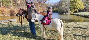 Prodej pony s TOP povahou - 5