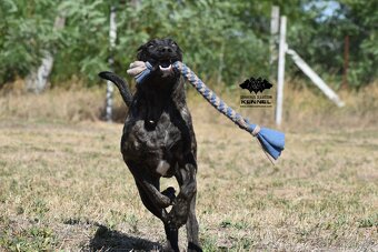 Uruguayský Cimarron s PP - 5