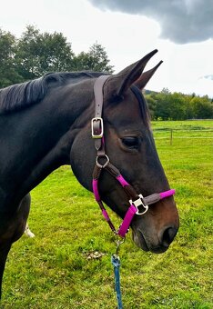 Krásná kobylka do chovu - 5