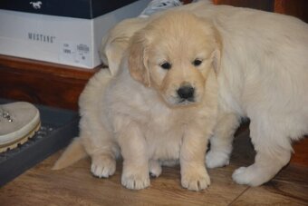 Zlatý retrívr - holčičky - 5