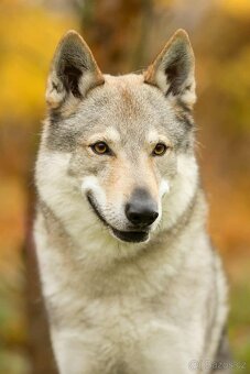 Československý vlčák s PP - 5