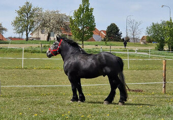 BOXOVÉ USTÁJENÍ PETROVICE / Blansko - 5