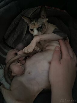 Kanadsky sphynx - 5
