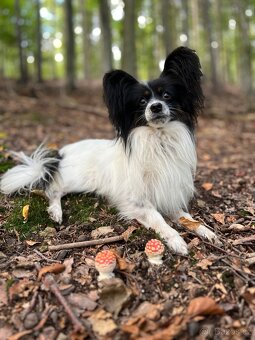 Malý kontinentální španěl - Papillon - krytí, pes s PP - 5
