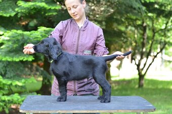 Flat coated retriever - 2 psi a 1 fenka s PP - 5