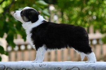Border kolie s PP - pejsek tricolor, ihned k odběru - 5