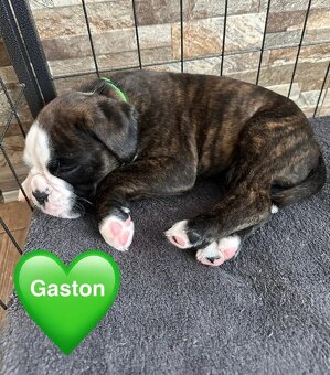 Štěňata německého boxera - 5