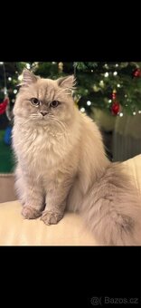 Perská činčila - 5