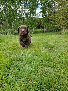 Labradorský retriever s PP - 5