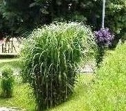 MISCANTHUS GIGANTEUS ♥ OZDOBNICE OBROVSKÁ - 5