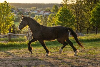 Welsh Cob valach - 3 roky - 5